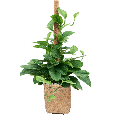 Растение в кашпо Monstera pinnatipartita in Bohemian