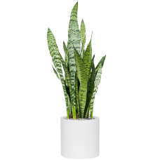 Sansevieria zeylanica in Fiberstone