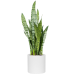 Растение в кашпо Sansevieria zeylanica in Fiberstone