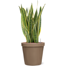 Sansevieria trifasciata 'Laurentii' in Feliz