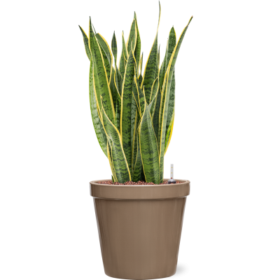 Растение в кашпо Sansevieria trifasciata 'Laurentii' in Feliz