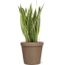 Растение в кашпо Sansevieria trifasciata 'Laurentii' in Feliz