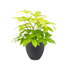 Schefflera actinophylla 'Golden Amate' in Grigio