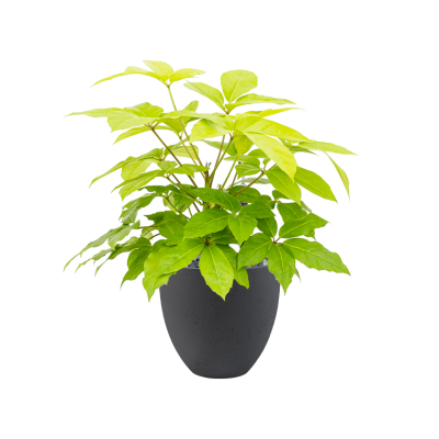 Растение в кашпо Schefflera actinophylla 'Golden Amate' in Grigio