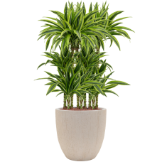 Dracaena fragrans 'Lemon Lime' in Baq Raindrop