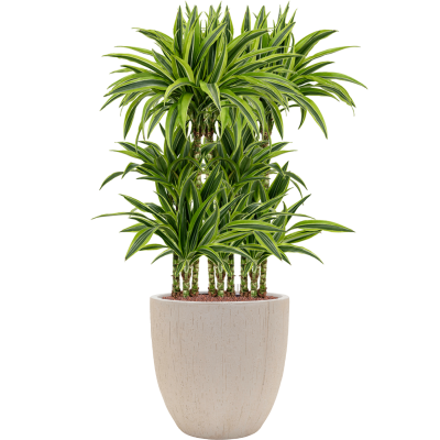 Растение в кашпо Dracaena fragrans 'Lemon Lime' in Baq Raindrop