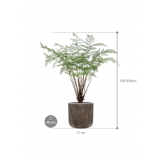 Fern in Baq Luxe Lite Universe Waterfall