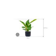 Philodendron `Imperial Green' in Baq Ease