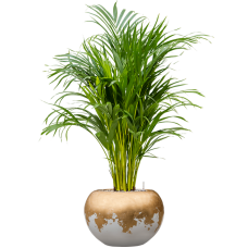 Dypsis (Areca) lutescens in Baq Luxe Lite Glossy