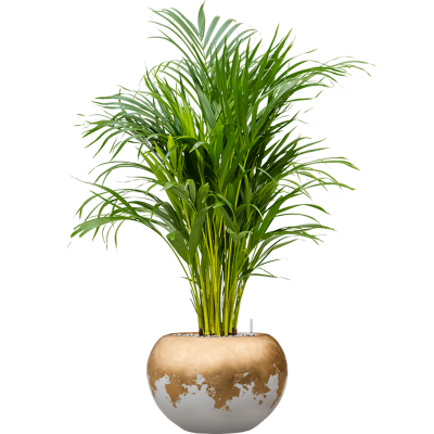 Растение в кашпо Dypsis (Areca) lutescens in Baq Luxe Lite Glossy