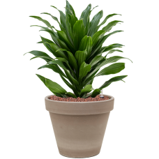 Dracaena fragrans 'Compacta' in Terra Cotta