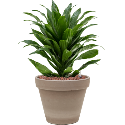 Растение в кашпо Dracaena fragrans 'Compacta' in Terra Cotta