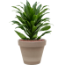 Растение в кашпо Dracaena fragrans 'Compacta' in Terra Cotta