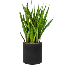 Sansevieria kirkii in Rough