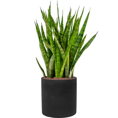 Растение в кашпо Sansevieria kirkii in Rough