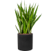 Растение в кашпо Sansevieria kirkii in Rough