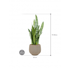 Sansevieria zeylanica in Rough