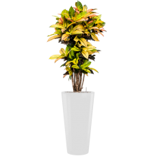 Croton (Codiaeum) variegatum 'Mrs. Iceton' in Runner