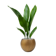 Aspidistra elatior in Capi Nature Groove