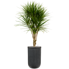 Dracaena marginata in Baq Vertical Rib