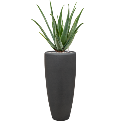 Растение в кашпо Aloe vera barbadensis in Baq Polystone Plain