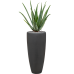 Растение в кашпо Aloe vera barbadensis in Baq Polystone Plain