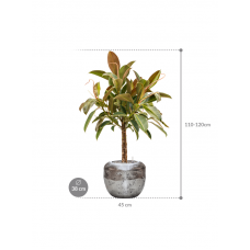 Ficus elastica 'Melany' in Baq Opus Raw