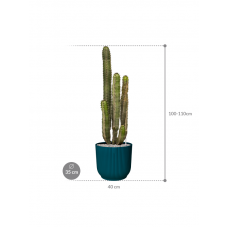 Euphorbia canariensis in Vibes Fold