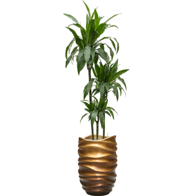 Растение в кашпо Dracaena fragrans 'Janet Craig' in Baq Gradient Lee