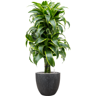 Растение в кашпо Dracaena fragrans 'Dorado' in Baq Raindrop