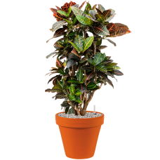 Croton (Codiaeum) variegatum 'Petra' in Terra Cotta