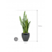 Растение в кашпо Sansevieria zeylanica in Amora