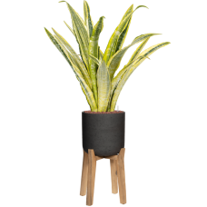 Sansevieria trifasciata 'Lauren' in Rough With Feet High