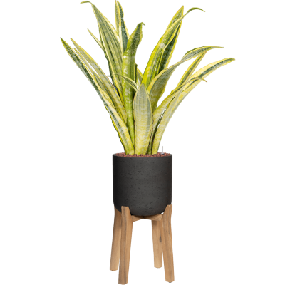 Растение в кашпо Sansevieria trifasciata 'Lauren' in Rough With Feet High