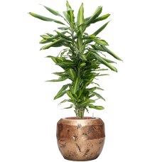 Dracaena fragrans 'Cintho in Baq Opus Raw