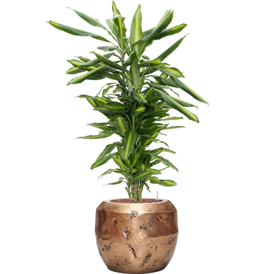 Растение в кашпо Dracaena fragrans 'Cintho in Baq Opus Raw