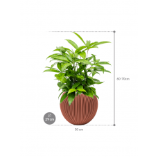 Dracaena surculosa in Capi Nature Groove Special