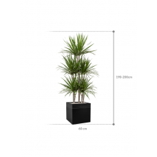 Dracaena marginata in Baq Line-Up