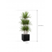 Растение в кашпо Dracaena marginata in Baq Line-Up