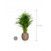 Растение в кашпо Dypsis (Areca) lutescens in Baq Polystone Coated Plain