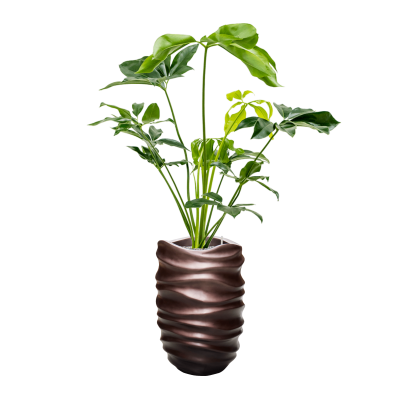 Растение в кашпо Philodendron 'Green Wonder' in Baq Gradient Lee