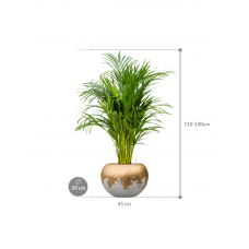 Dypsis (Areca) lutescens in Baq Luxe Lite Glossy