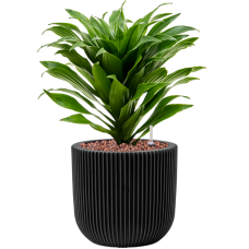 Dracaena fragrans 'Compacta' in Capi Nature Groove