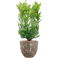 Ilex crenata 'Dark Green' in Baq Lava