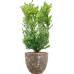 Растение в кашпо Ilex crenata 'Dark Green' in Baq Lava