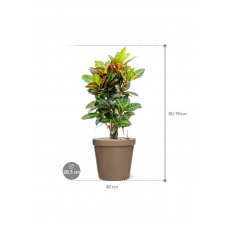 Croton (Codiaeum) variegatum 'Petra' in Feliz