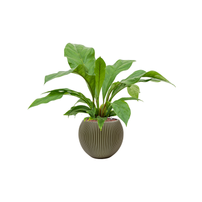 Растение в кашпо Anthurium 'Jungle bush' in Capi Nature Groove Special