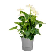 Anthurium andraeanum 'Sumi' in Greensense Aqua Care