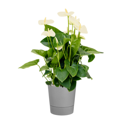 Растение в кашпо Anthurium andraeanum 'Sumi' in Greensense Aqua Care