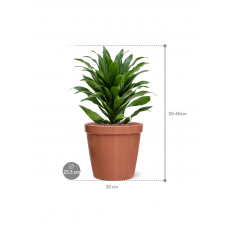 Dracaena fragrans 'Compacta' in Feliz